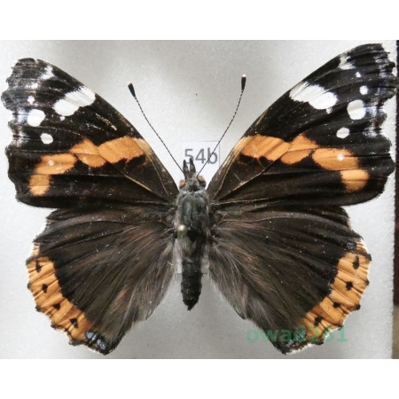 Vanessa atalanta (Linnaeus, 1758) Czech54b
